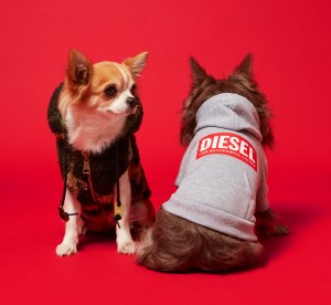 Diesel Doggie Capsule #02