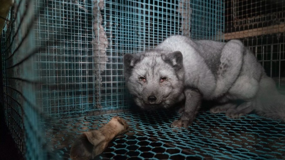 Humane Society investigation on fox farms in Finland