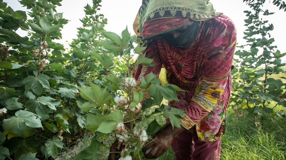 Better Cotton announced the launch of an ambitious new climate change mitigation target for the cotton industry by 2030.