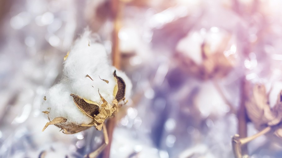A new report from sustainability organization Cotton Diaries exposes just how little brands know about the origin of the cotton they source.