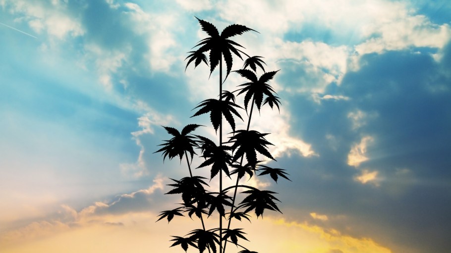 Bast fibers like hemp and flax are gaining prominence in fashion.