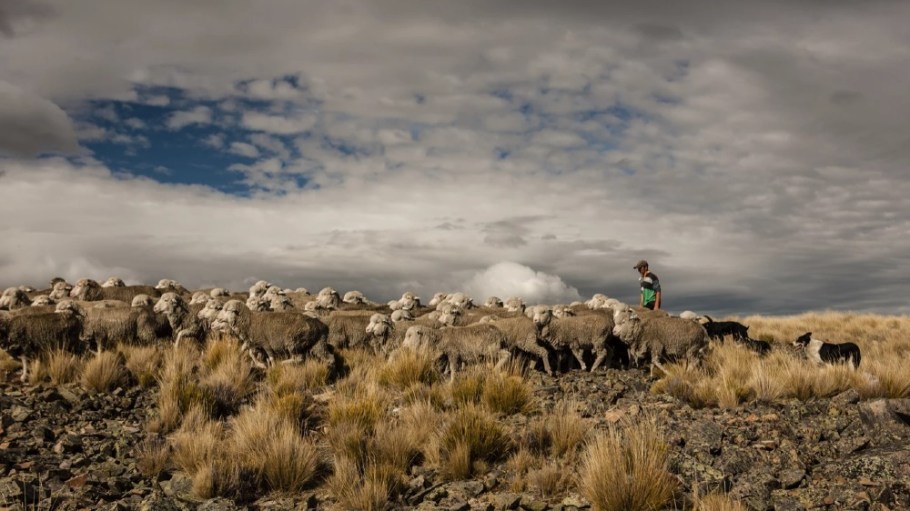 A flock of sheep in New Zealand.