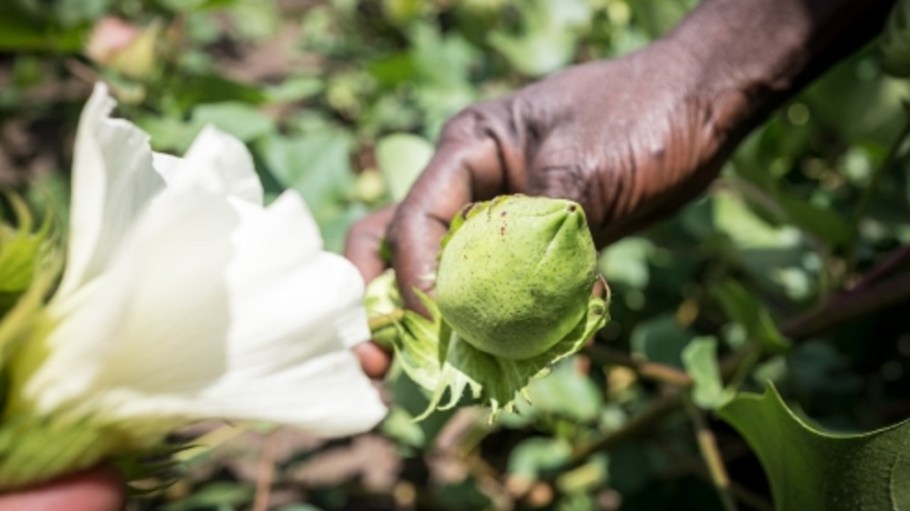 Polish retailer LPP has partnered with Cotton made in Africa, committing to sustainable cotton cultivation and people on the continent.