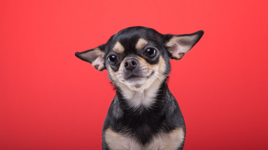 Artistic Milliners launched a “Paws ‘N’ Play” campaign to assuage the stray dog problem in Karachi.