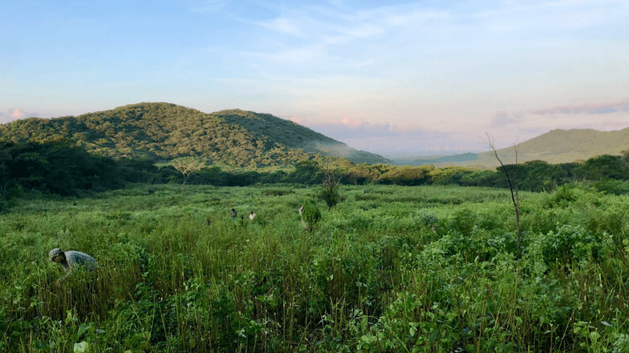 Consultant Carmen Artigas examines Oaxaca’s indigo shortage and warns that other crops could be at risk.