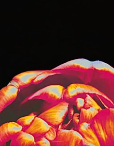 "Technicolor Dreams" - Wes Gordon, Carolina Herera