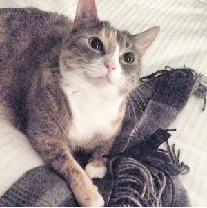 "This show is dedicated to my cat, Jinxy, whom I lost this year. Her lively spirit and love of life, along with the memories we shared over the past 19 years inspired me to continue bringing beauty to the world."- Jason Wu
