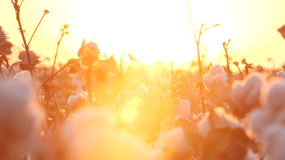 On the final day of the Supima Harvest Symposium in November, speakers provided tips on how to market and speak about Supima cotton.