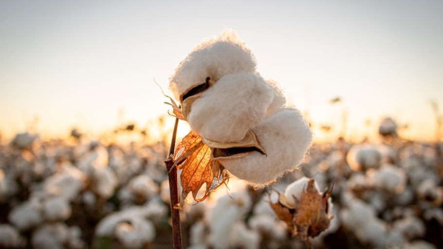 Los Angeles-based producer and B Corp Gallant International is working to promote the adoption of sustainable cotton across the globe, partnering with one of India’s prominent cotton co-ops to create one of the largest regenerative cotton projects to date.