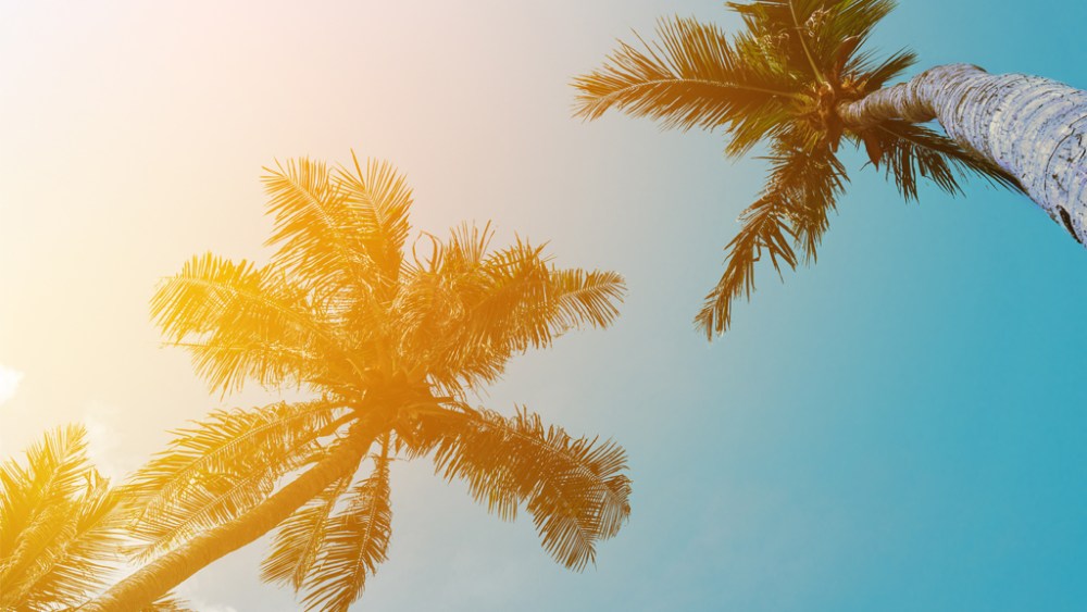 southern california, california, sun, palm trees