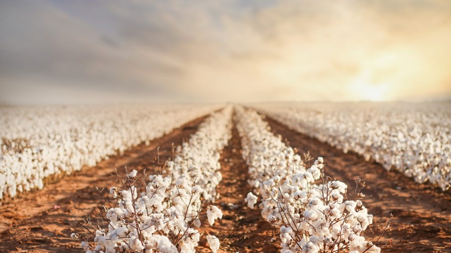While there hasn’t been much fluctuation of cotton production for major producers, there has been some movement across the field of late.