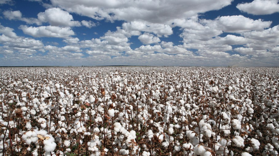 As the price of many commodities, most notably oil, is reaching multiyear highs, cotton seems to be forecasting lower costs ahead. Why?