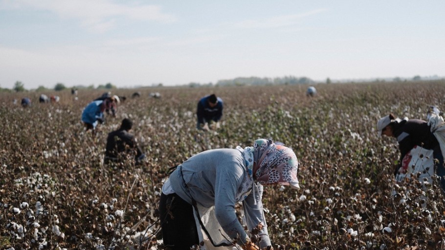 The Cotton Campaign cited a breakthrough in the elimination of systematic child and forced labor from Uzbekistan's cotton fields.