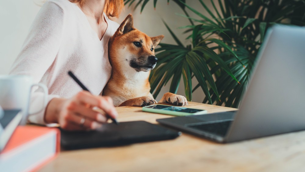 Home Office Concept, Young female freelancer working remotely from home sitting with her shiba inu dog on arms using laptop computer and stylus drawing sketches on touchpad for graphic designers