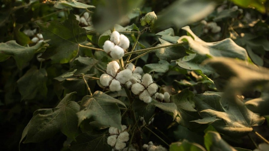 The Better Cotton 2021 annual report revealed that in the 2020-21 season, the program reached 2.9 million cotton farmers in 26 countries.
