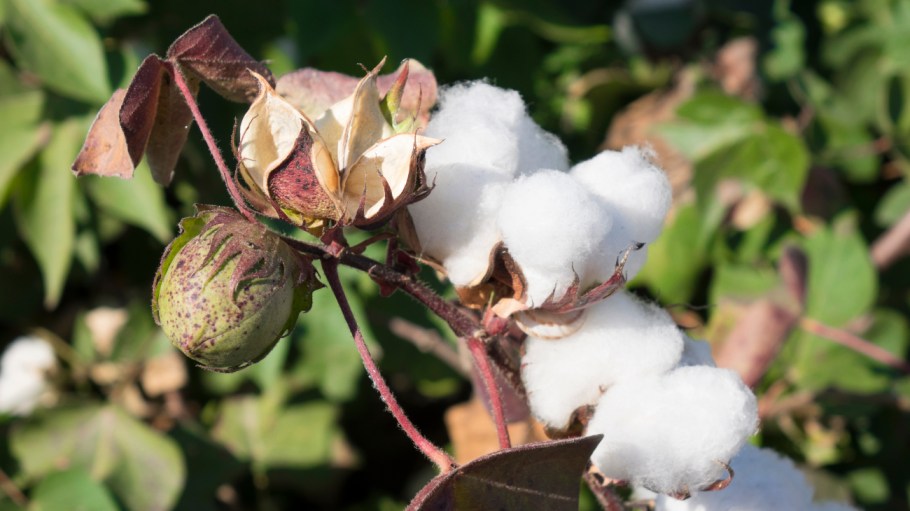 With cotton prices increasing dramatically, Indian apparel manufacturers are facing both a shortage and cost pressures at home.