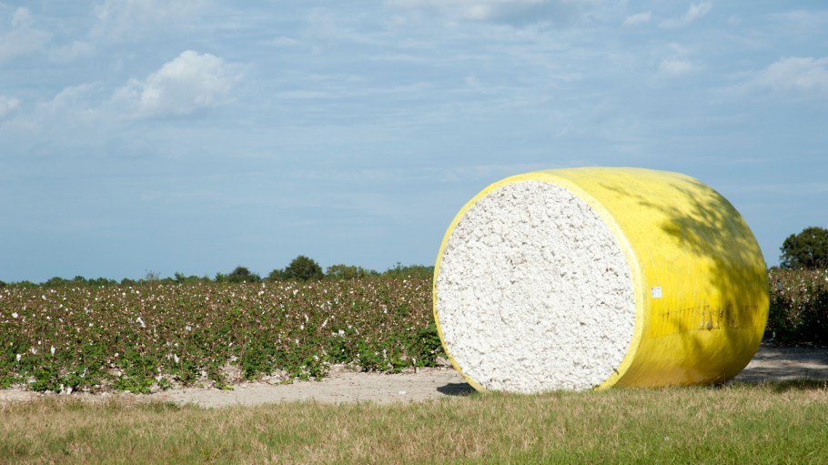 Cotton