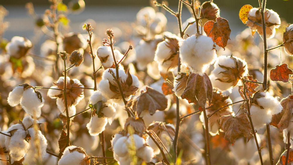 U.S. cotton in a close-up shot with light gleaming behind the swaths of cotton.