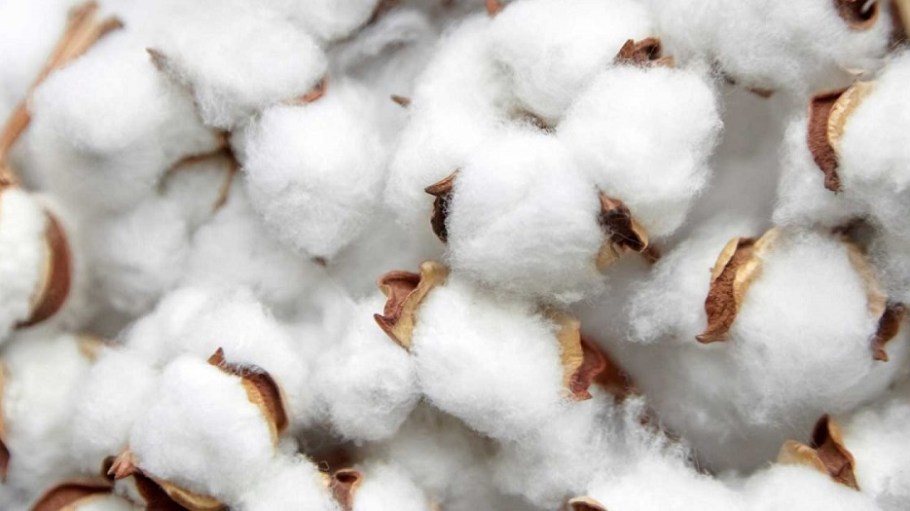 The U.S. Cotton Trust Protocol announced that grower participation for the 2021-22 crop season doubled since the pilot the previous year.