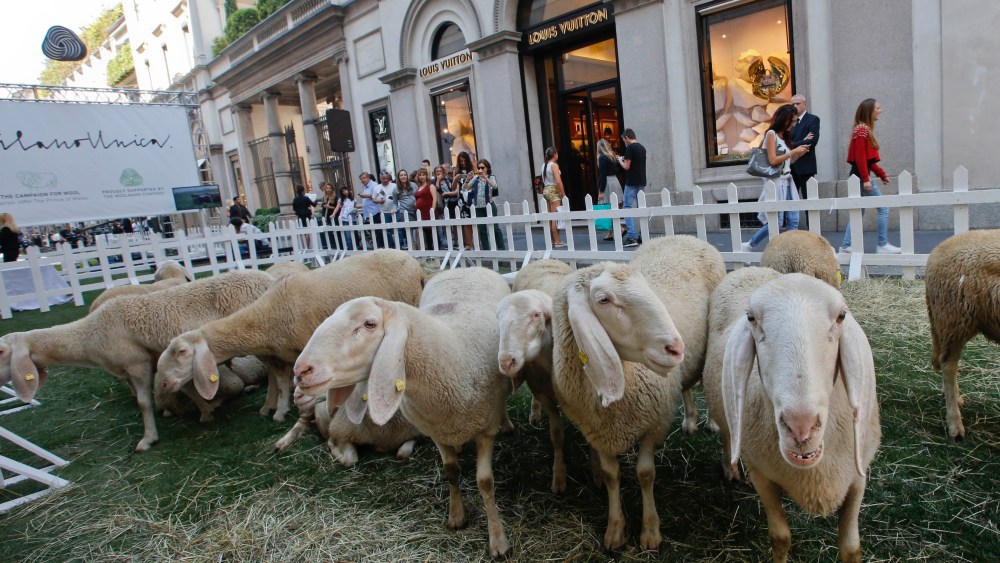 Sheep are placed in Via Montenapoleone to open the 'Wool Week' Fashion event, in Milan, Italy, Tuesday, Sept. 8, 2015. Milan hosts the 'Campaign for Wool' a global initiative for the promotion of environmentally sustainable fibers like wool from 8 to Sept. 13.  (AP Photo/Luca Bruno)