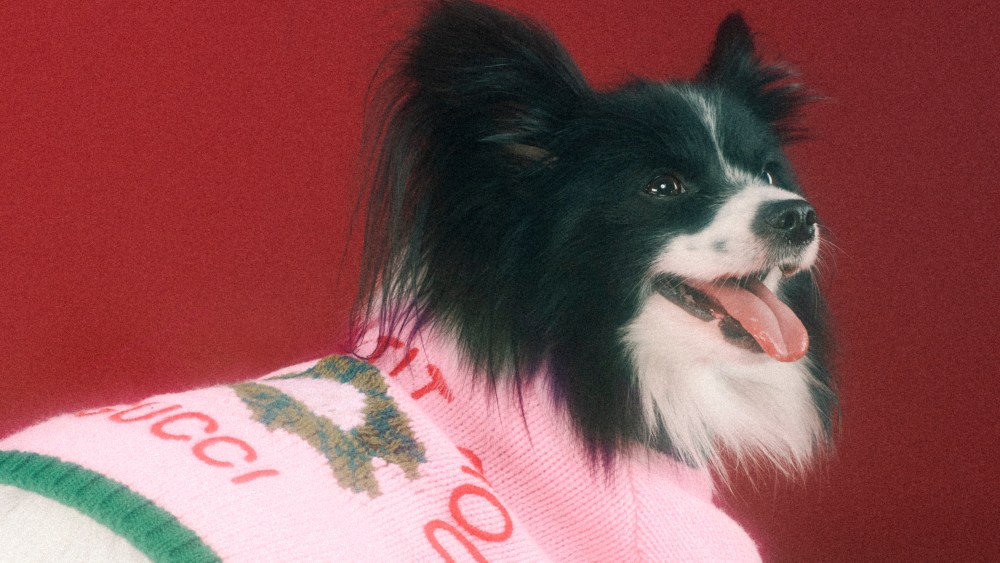 An image from Gucci's new pet collection campaign.