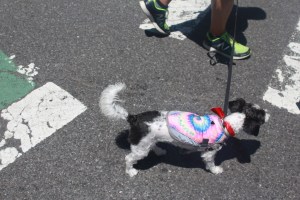 A dog with a rainbow tie-dye bandana in New York.