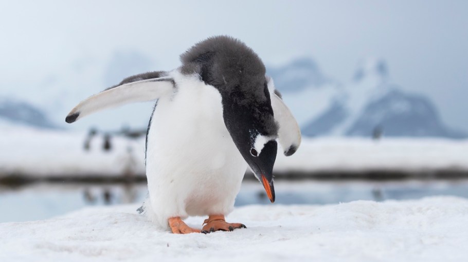 Antarctica
