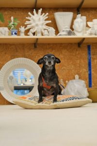 Famed designer Jonathan Adler opened Atelier Adler, a studio and flagship store in SoHo housing his design and pottery studios, as well as corporate headquarters, and a retail outlet selling his full home goods line.