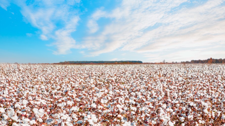 The German government approved U.S. Cotton Trust Protocol as a sustainable cotton standard while BASF's E3 seed growers are up 25 percent.