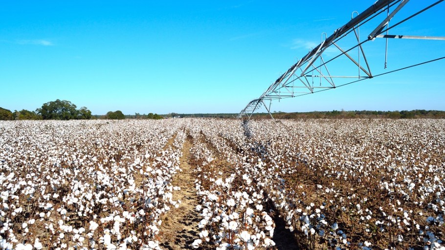 Following up on an October report, “Cotton: A Case Study in Misinformation,” industry experts spoke out on “Debunking Cotton Myths.”