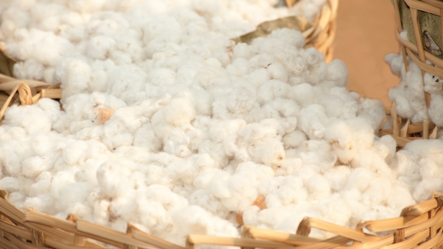 The Milliner Cotton Organic harvested its first in-transition organic cotton crop this season, "the first of many to come," Omer Ahmed said.