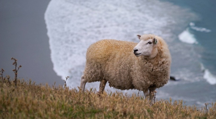 A sheep grazing on a steep coast on the Otago peninsula in New Zealand.