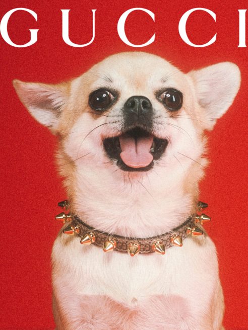Gucci launched its first-ever pet collection, joining other high-end brands in debuting their own pet fashion collections.