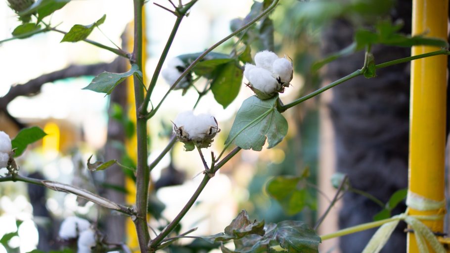 Interloop, the fully integrated manufacturer of hosiery, denim, apparel and seamless activewear has introduced Looptrace, a proprietary solution that aims to provide end-to-end traceability for cotton-derived products, from their origin at the farm throughout the production process.