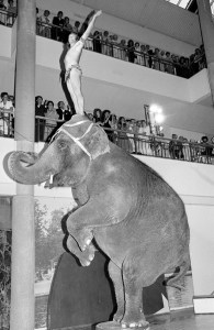 Big Apple Circus performers entertain the crowd at Bloomingdale's benefit for the Children's Hospital of Philadelphia and opening of Bloomingdale's Willow Grove Park store in the Philadelphia suburbs on August 2, 1982.
