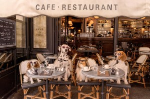Front row seat for the power pooches captured by Gray Malin for his “Dogs of Paris” series, shot in and around the Plaza Athenée.
