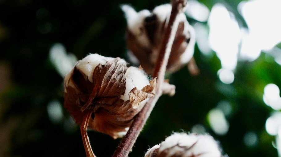 Textile Exchange announced io Friday that it was making a policy change to the Organic Content Standard it created.