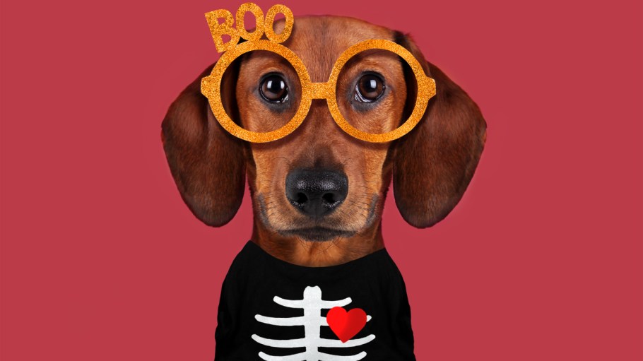 People plan to do record spending on Halloween 2022 and many want to dress up their pets too