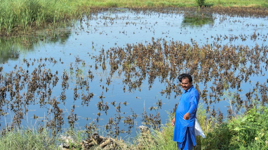 The ICAC is reducing the estimated cotton production for Pakistan to 1 million tons from 1.5 million tons after floods devastated the country's crops.
