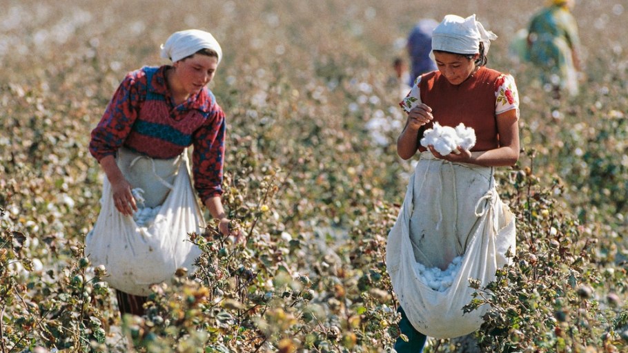 Women picking cotton on a plantation in Uzbekistan.