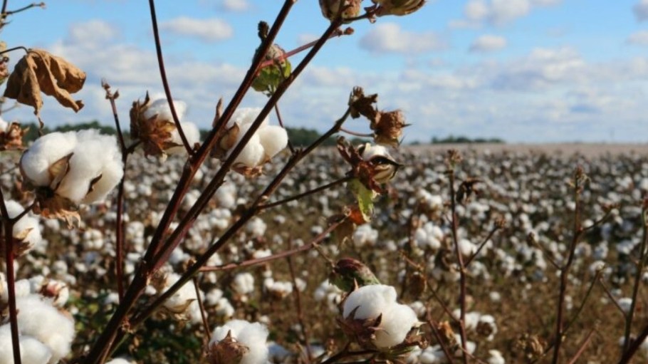 Swiss company Haelixa can now trace Egyptian cotton from the source up to premium shirts through a DNA marker it developed to label the raw material “premium Egyptian cotton.”