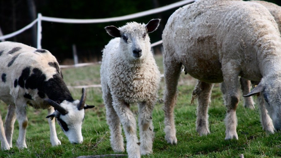 Sheep on a farm in Binghamton, New York.