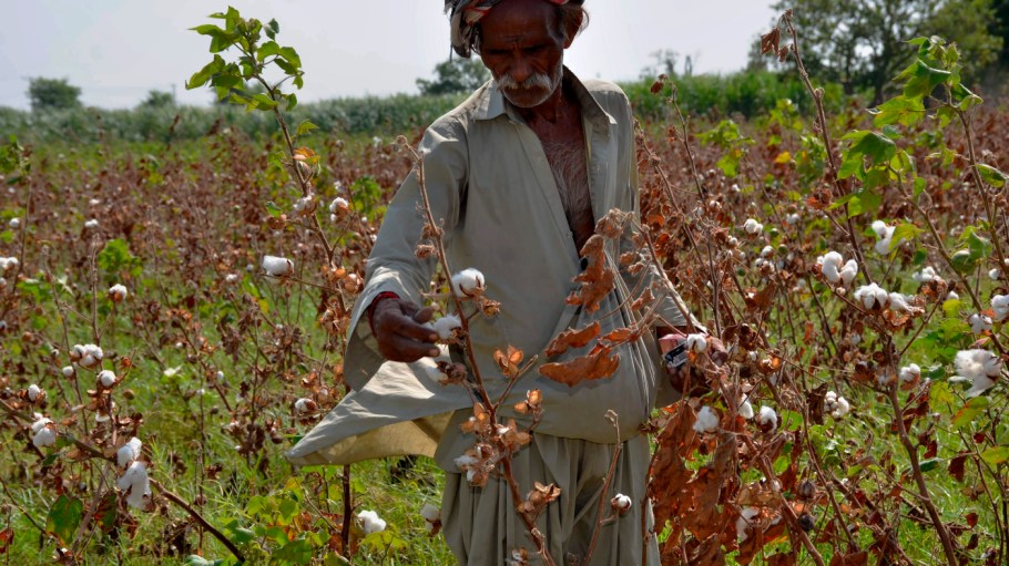 Pakistan Cotton Shortage Near Catastrophic