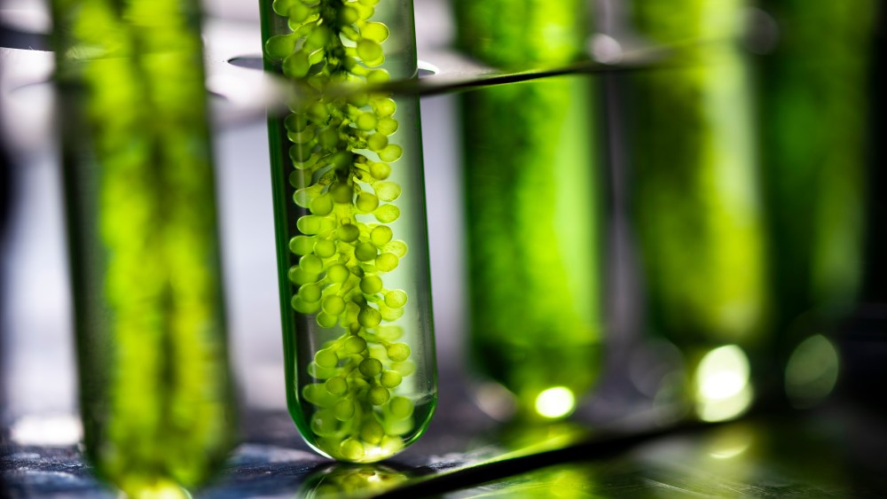 L'Oréal has taken a minority stake in Microphyt.