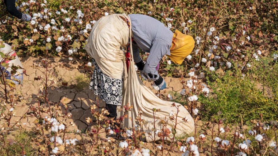 A woman picking cotton in Uzbekistan