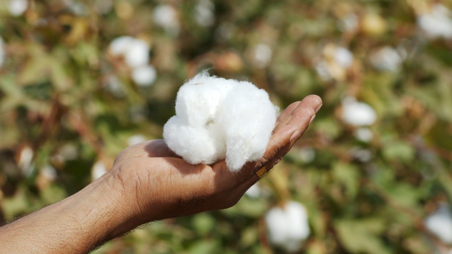 India Forecasts Strong Growth for Local Cotton