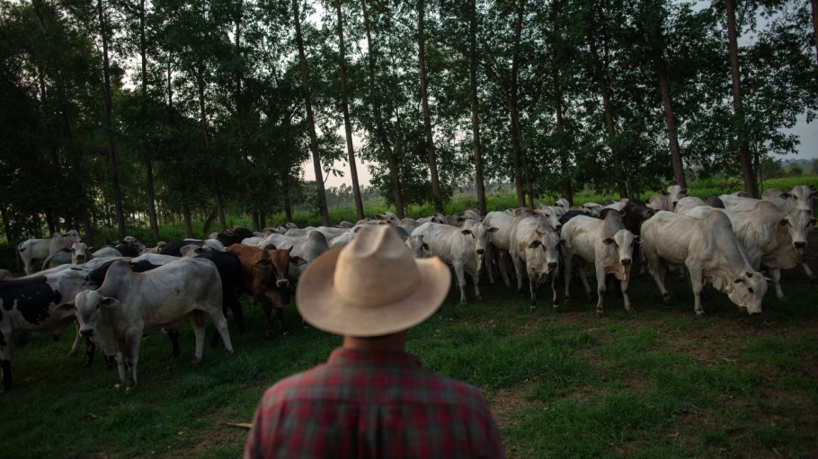Textile Exchange Fights for Forest-Friendly Leather