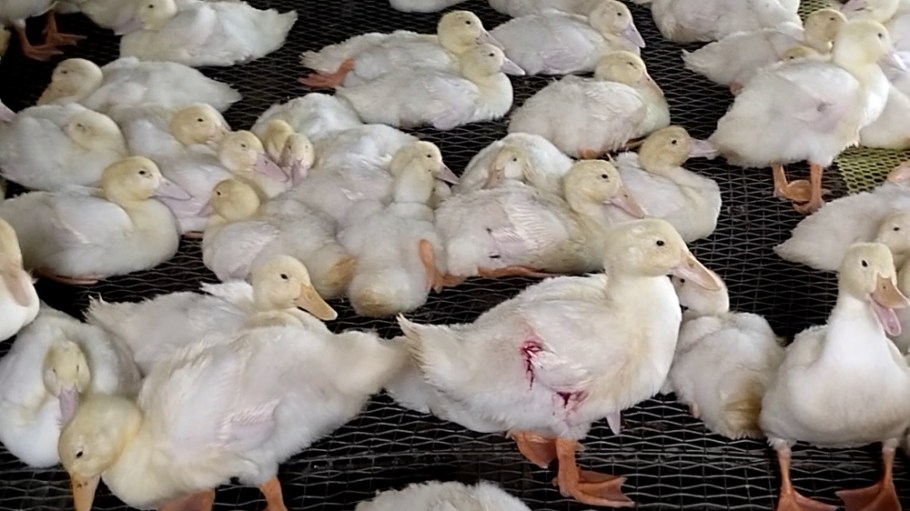 An image from PETA's down supplier investigation.