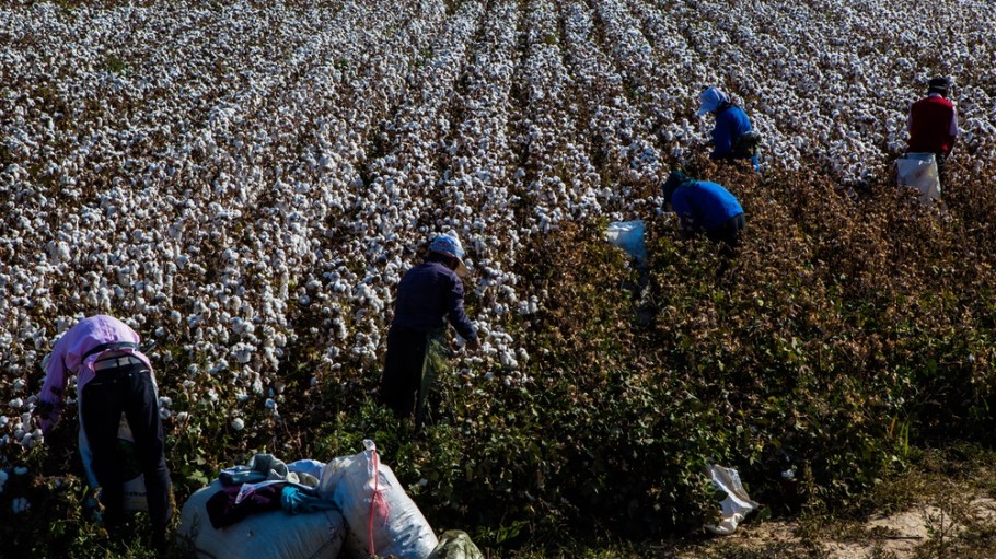 Xinjiang cotton