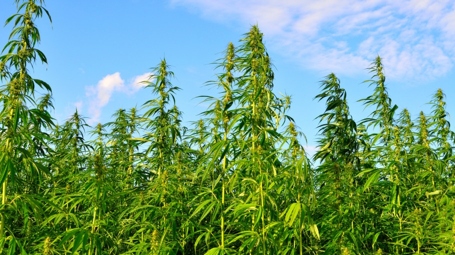 A field of hemp or cannabis, grown increasingly as a mainstream crop in the UK and used for a variety of uses. Hemp has been used for industrial purposes including paper, textiles, biodegradable plastics, construction, health food, fuel, and medical purposes.